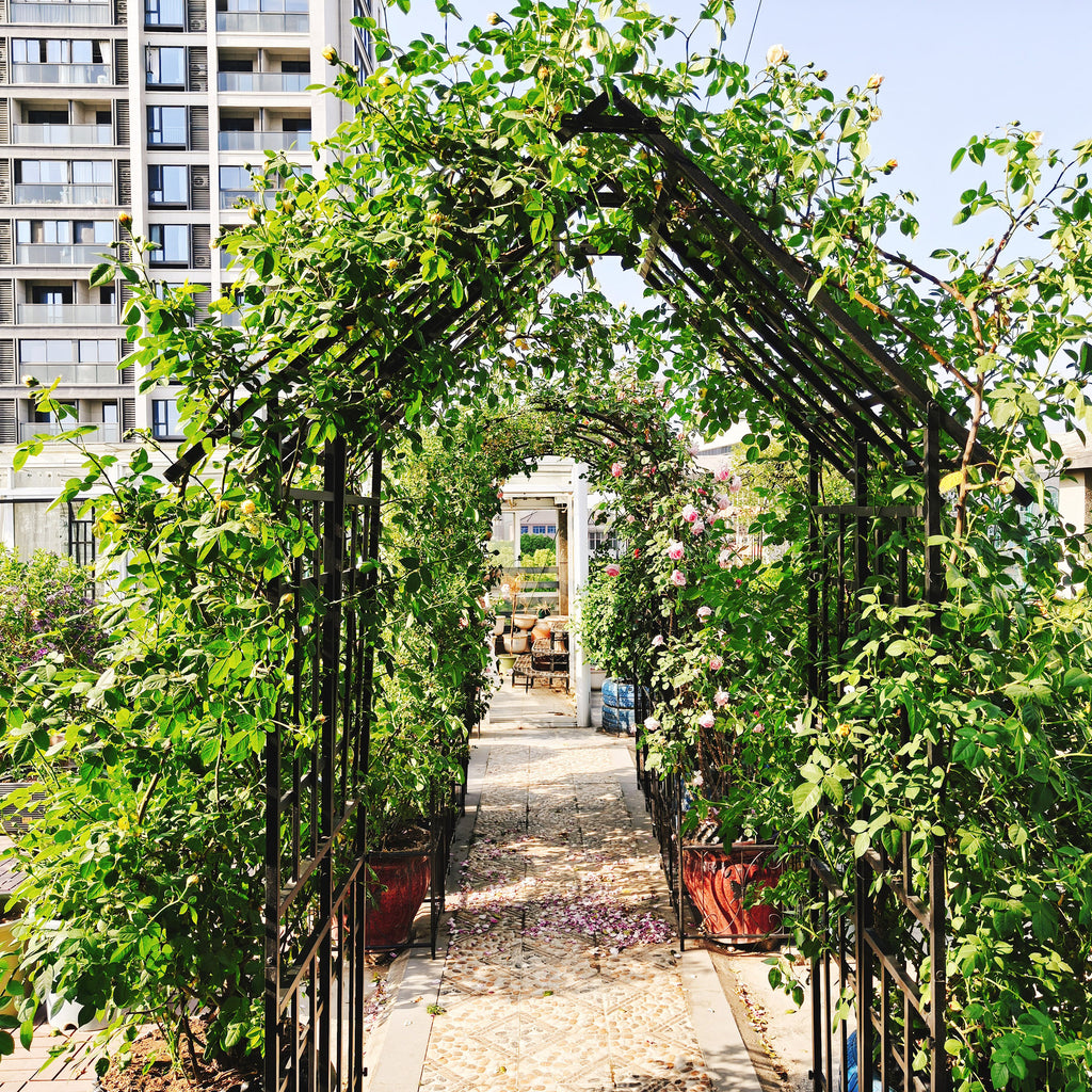 24956259