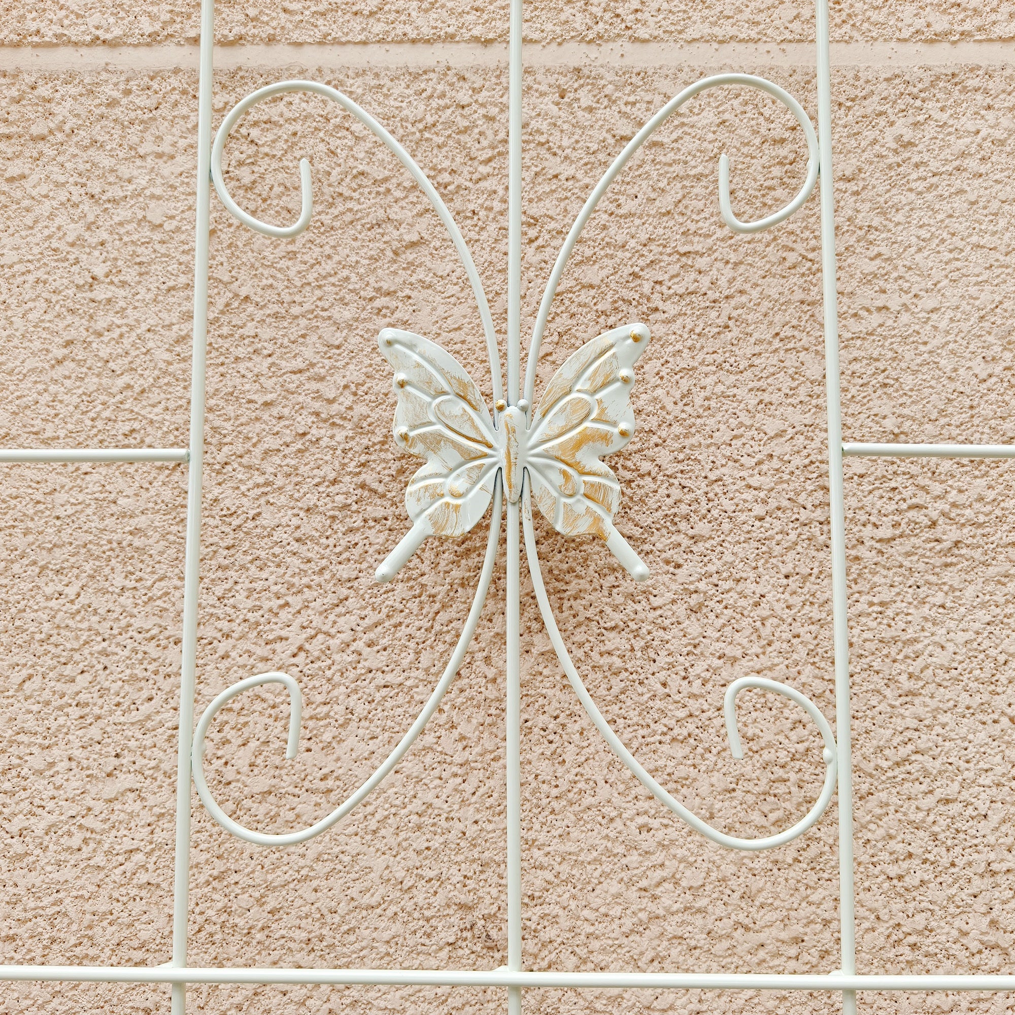 24955817